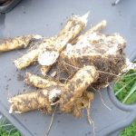 Tzarich Iyun: Using Horseradish for Maror vs a Plant