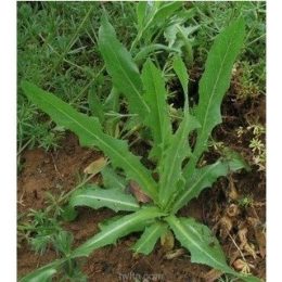 Tzarich Iyun: Using Horseradish for Maror vs a Plant - My Western Wall