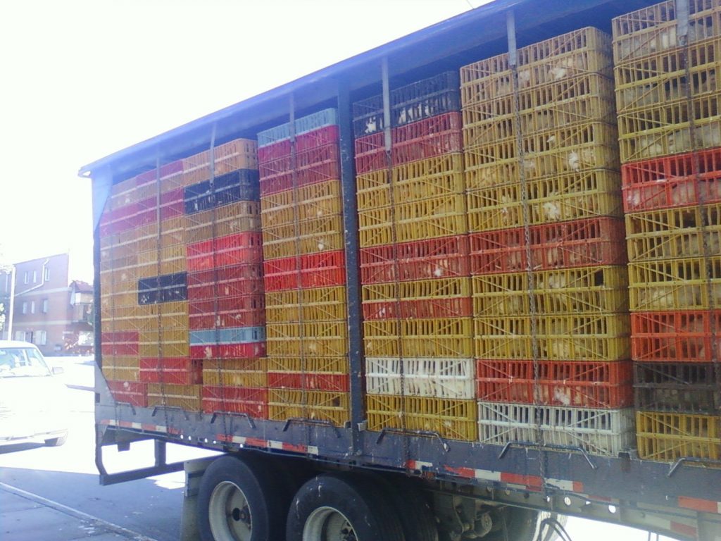 chickens-in-crates Why I (E. Fink) Won't Be Waving a Chicken Over My Head This Week