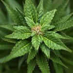 Company Plans to Sell Kosher Marijuana in NY