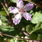 Moshe and The Burning Bramble Bush Rubus Sanctus