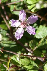 Rubus Sanctus